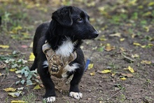 SWAZI, Hund, Dackel-Mix in Ungarn - Bild 4