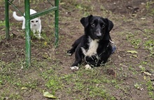 SWAZI, Hund, Dackel-Mix in Ungarn - Bild 5