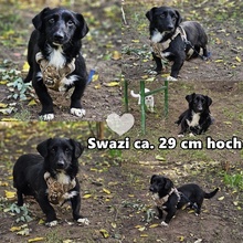 SWAZI, Hund, Dackel-Mix in Ungarn - Bild 6