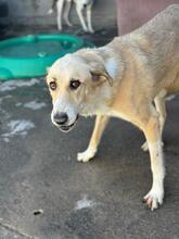 MAYA, Hund, Mastin del Pirineos in Spanien - Bild 4