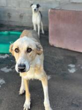 MAYA, Hund, Mastin del Pirineos in Spanien - Bild 5