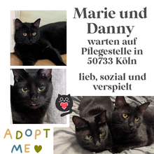 DANNY, Katze, Europäisch Kurzhaar in Köln