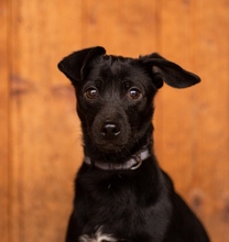 DOBBY, Hund, Mischlingshund in Schwielowsee