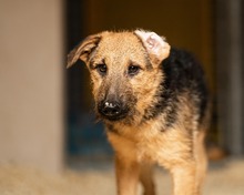 PEANUT, Hund, Terrier in Schwielowsee - Bild 2