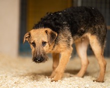 PEANUT, Hund, Terrier in Schwielowsee - Bild 3