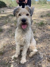 MILU, Hund, Gos d' Atura Catalan-Mix in Spanien - Bild 4