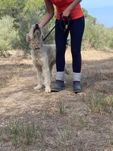 MILU, Hund, Gos d' Atura Catalan-Mix in Spanien - Bild 5