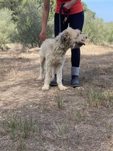 MILU, Hund, Gos d' Atura Catalan-Mix in Spanien - Bild 7