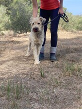 MILU, Hund, Gos d' Atura Catalan-Mix in Spanien - Bild 8