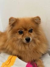 CHINITA, Hund, Pomeranian in Spanien - Bild 1