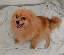 CHINITA, Hund, Pomeranian in Spanien - Bild 2