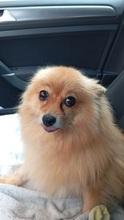 CHINITA, Hund, Pomeranian in Spanien - Bild 4