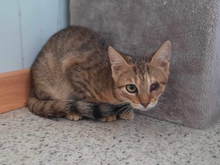 NAIMA, Katze, Hauskatze in Griechenland - Bild 3