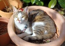 TINKER, Katze, Europäisch Kurzhaar in Reichelsheim - Bild 5