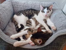 TINKER, Katze, Europäisch Kurzhaar in Reichelsheim - Bild 6