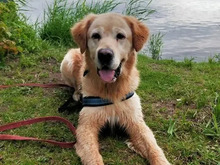 LORD, Hund, Golden Retriever-Mix in Hamburg - Bild 1