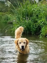 LORD, Hund, Golden Retriever-Mix in Hamburg - Bild 3