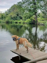 LORD, Hund, Golden Retriever-Mix in Hamburg - Bild 4