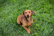 CHIPNR223718, Hund, Mischlingshund in Kroatien - Bild 2