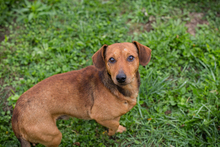 CHIPNR223718, Hund, Mischlingshund in Kroatien - Bild 4