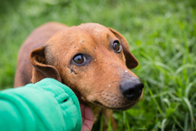 CHIPNR223718, Hund, Mischlingshund in Kroatien - Bild 5