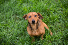 CHIPNR223718, Hund, Mischlingshund in Kroatien - Bild 7