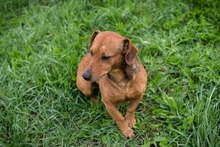 CHIPNR223718, Hund, Mischlingshund in Kroatien - Bild 8