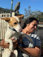 FABIO, Hund, Podenco in Spanien - Bild 2