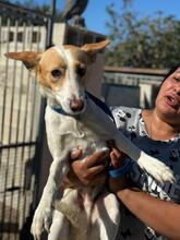 FABIO, Hund, Podenco in Spanien - Bild 3