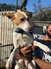 FABIO, Hund, Podenco in Spanien - Bild 4