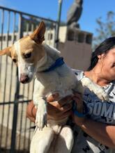 FABIO, Hund, Podenco in Spanien - Bild 5