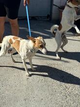 FABIO, Hund, Podenco in Spanien - Bild 7