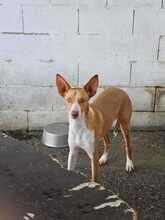 NEO, Hund, Podenco in Spanien - Bild 1