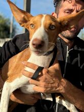 NEO, Hund, Podenco in Spanien - Bild 11