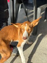 NEO, Hund, Podenco in Spanien - Bild 12