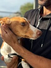 NEO, Hund, Podenco in Spanien - Bild 13