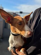 NEO, Hund, Podenco in Spanien - Bild 14