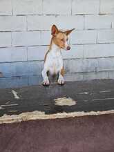 NEO, Hund, Podenco in Spanien - Bild 4