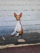 NEO, Hund, Podenco in Spanien - Bild 5