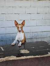 NEO, Hund, Podenco in Spanien - Bild 6