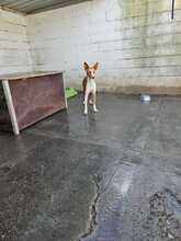 NEO, Hund, Podenco in Spanien - Bild 7