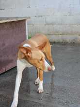 NEO, Hund, Podenco in Spanien - Bild 8