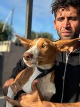 NEO, Hund, Podenco in Spanien - Bild 9