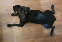 BLACK, Hund, Pinscher-Mix in Salzkotten - Bild 10