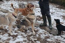 BLACK, Hund, Pinscher-Mix in Salzkotten - Bild 12