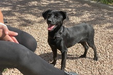 BLACK, Hund, Pinscher-Mix in Salzkotten - Bild 14