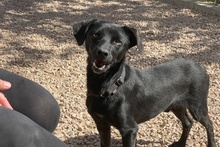 BLACK, Hund, Pinscher-Mix in Salzkotten - Bild 18