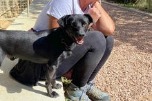 BLACK, Hund, Pinscher-Mix in Salzkotten - Bild 19