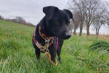 BLACK, Hund, Pinscher-Mix in Salzkotten - Bild 2