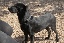 BLACK, Hund, Pinscher-Mix in Salzkotten - Bild 20